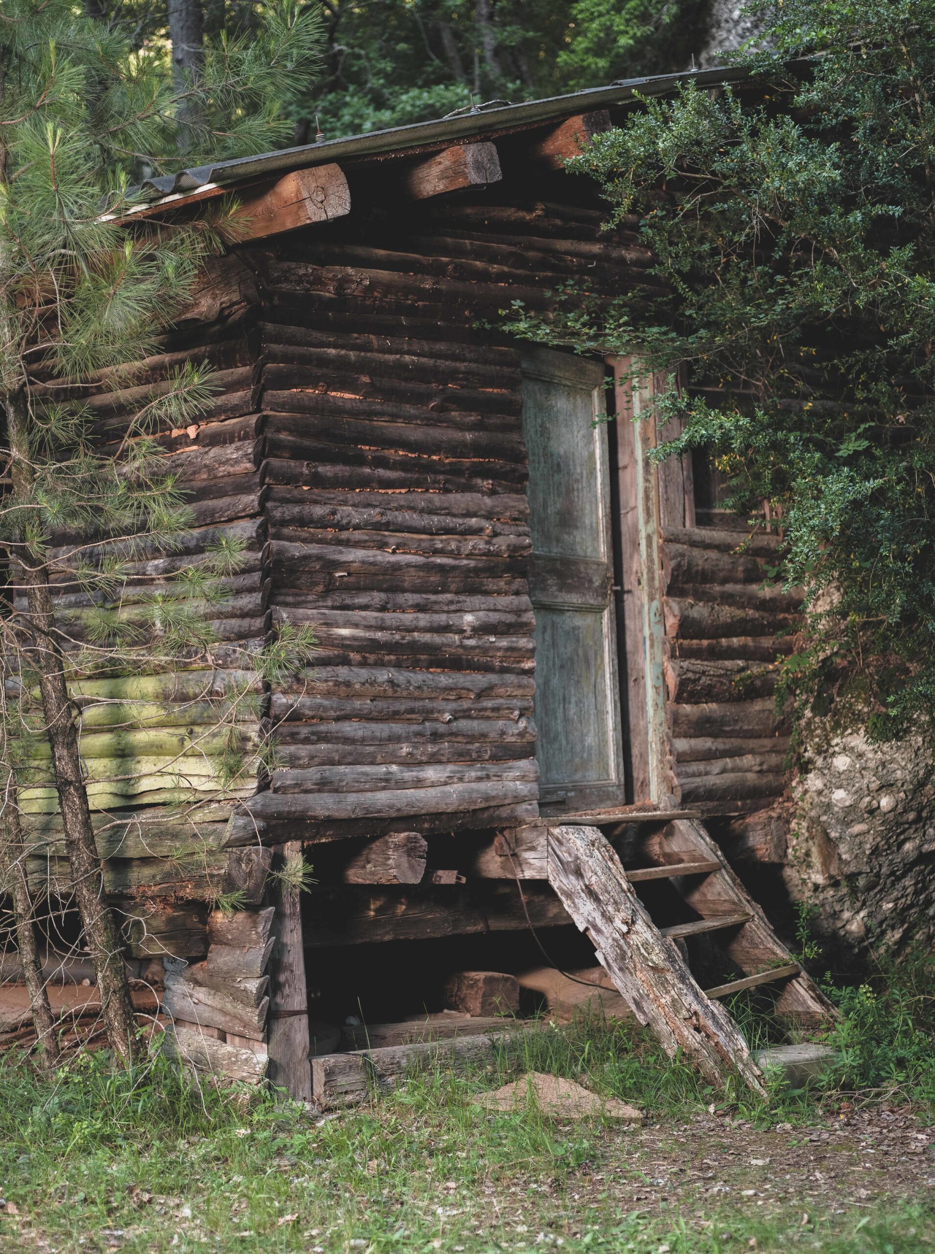 Casa de fusta de Debosc: Pollastres ecològics criats dins del bosc.